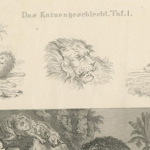 Antique Print with Nine Illustrations of Various Lions and Leopards, close-up 1