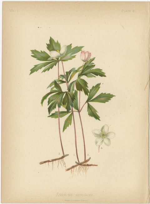 Native US Flora - Six Original Botanical Chromolithograps, 1879, view 7