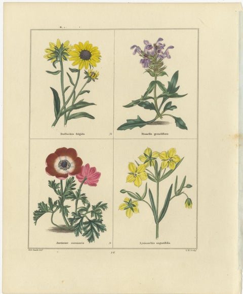 Elegant Garden Flower Engravings, Antique Botanical Prints, London 1828, view 2