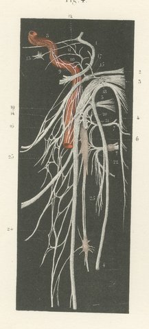 Nerves of the Pharynx and Floor of the Mouth, Hirschfeld Anatomy Print, 1866, view 3