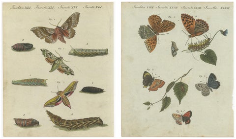Hawk-Moths and Butterflies: Hand-Colored Engravings, Published in 1805, view 5