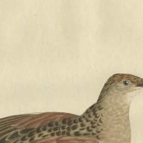 Antique Bird Print of the Corn Crake by Sepp & Nozeman, 1797, close-up 1