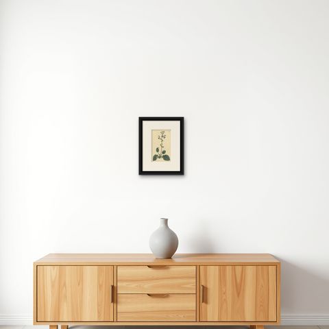 Antique Botany Print of Plectranthus Barbatus by Curtis, 1807, shown framed on a wall