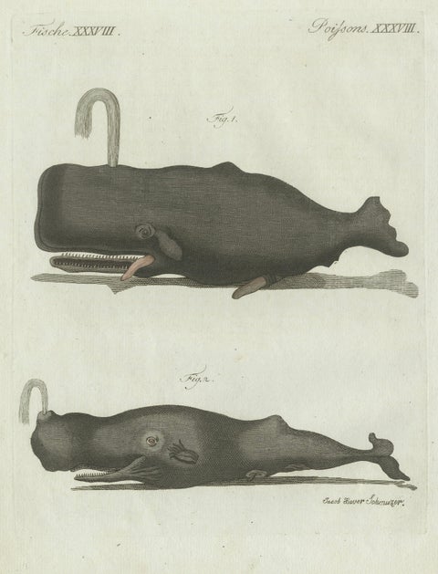 Original Antique Print of Two Sperm Whales by Bertuch, c. 1800, close-up 4