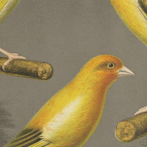 Antique Bird Print of the Gold Finch & Canary Mules, circa 1880, close-up 2