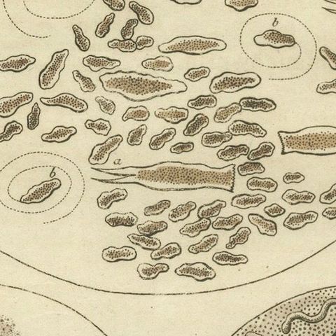 Microscopic Study of Insect Anatomy: Hand-Colored Engraving from Bertuch, 1798, close-up 4