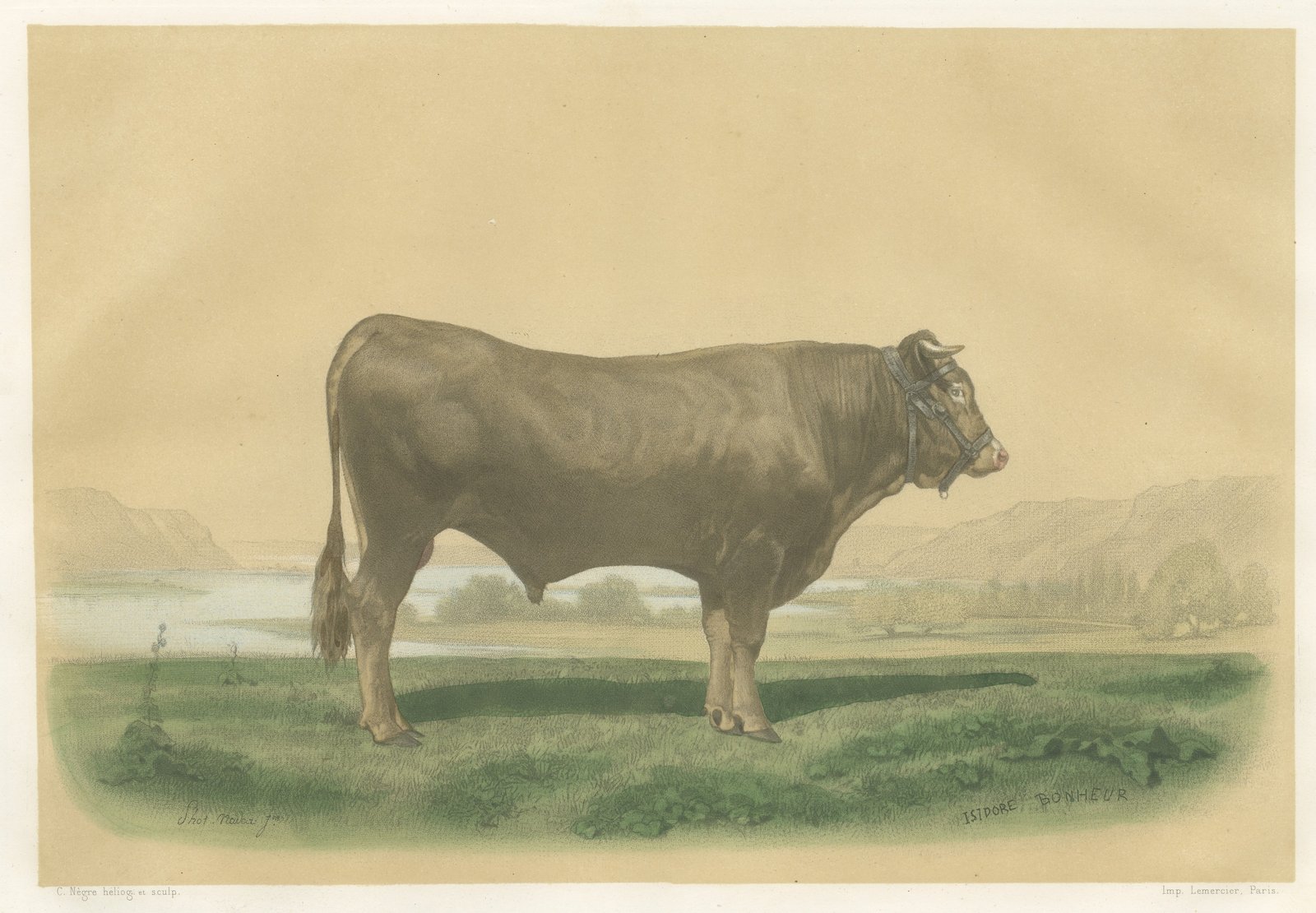 Garonnais Bull, Antique Cattle Print after Isidore Bonheur, 1873