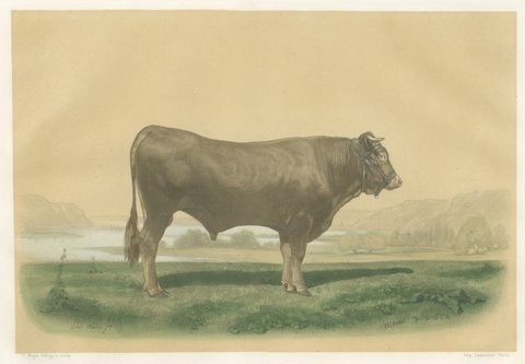 Garonnais Bull, Antique Cattle Print after Isidore Bonheur, 1873