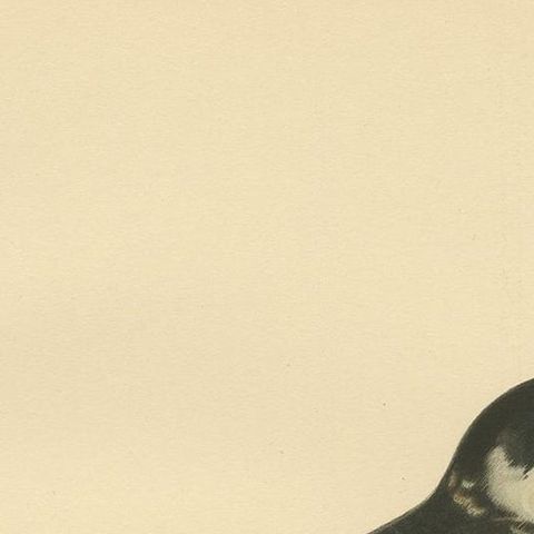 Antique Bird Print of the Eurasian Hobby Falcon by Von Wright, 1929, close-up 1