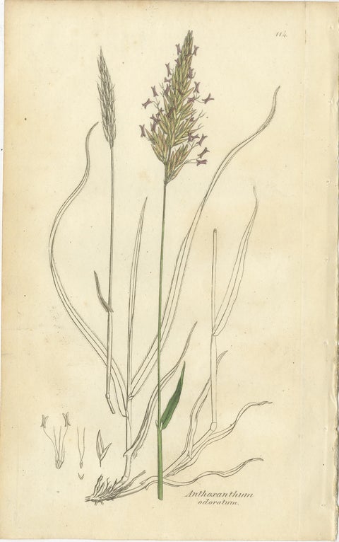 Antique Grasses & Sedges, Hand-Colored Botanical Engravings, c.1830 (Set of 8), view 3