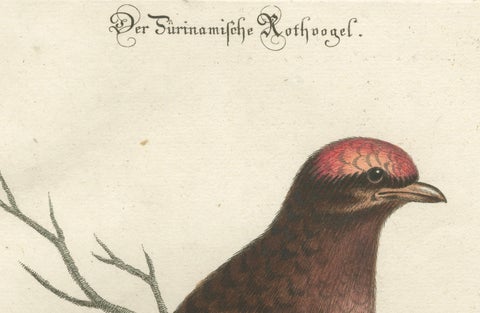 The Red Bird of Surinam by J.M. Seligmann, Hand-Colored Engraving, 18th Century, close-up 3