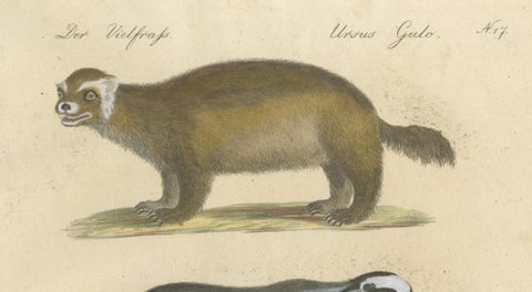 Raccoon, Honey Badger & Wolverine, Brodtmann Lithograph, 1816, close-up 3