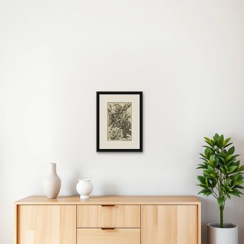 Biblical Botanical Print, Dudaim Melon Engraving by Corvinus, 1731, shown framed on a wall