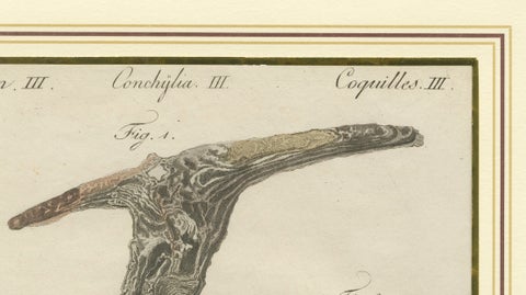 Antique Exotic Seashells & Cone Shells Engraving, Bertuch, c.1800, close-up 2