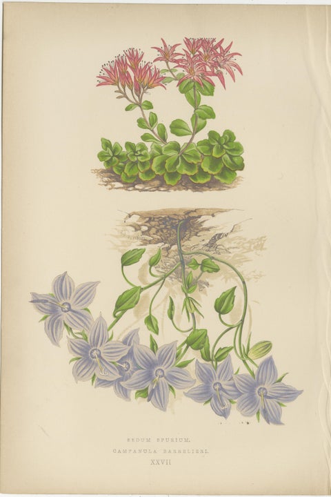 Antique Botanical Triptych with Erythronium Americanum and Bellflower c1870, view 4
