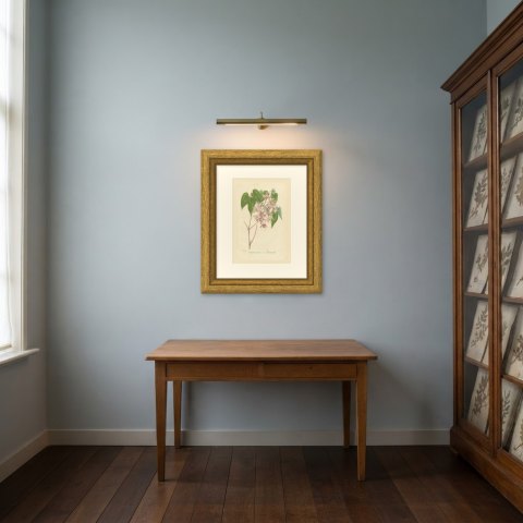 Epimedium Violaceum Grandiflorum, Barrenwort Chromolithograph, 1859, shown framed in a room