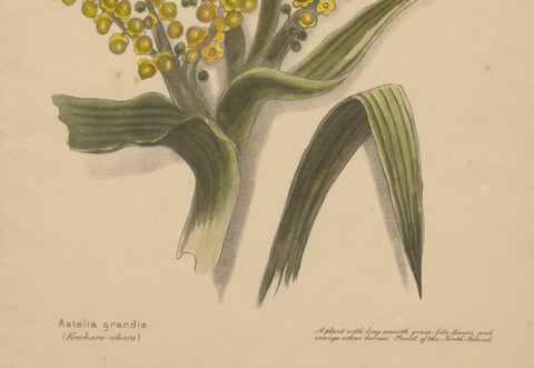 New Zealand Native Plants & Fruits, Set of Three Botanical Lithographs, 1890, close-up 1