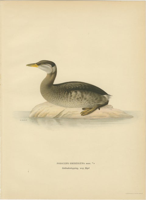 Antique Great Crested Grebe Bird Lithographs Set of 2, Podiceps - 1929, view 4