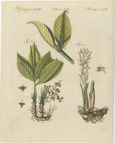 Zedoary and Grains of Paradise Spice Plants, Antique Bertuch Print, circa 1805, view 2