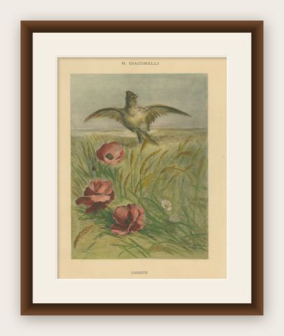 Lark Among Poppies - Exquisite Giacomelli Ornithological Print, Circa 1891, shown framed