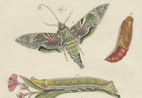 Pair of Antique Hawk Moth Life Cycle Engravings, Bertuch, c.1800, close-up 6