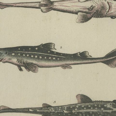 Antique Print of Various Fishes and an Insect by Seligmann 'c.1768', close-up 2