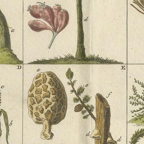 Antique Botany Print of Various Trees, Mushrooms and Ferns '1808', close-up 2