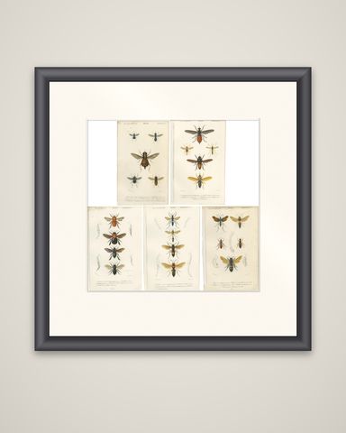 Set of Five Antique Prints of Flies and Hymenoptera Insects, 1861, shown framed