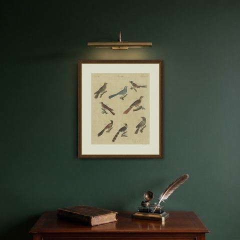 Eight Cuckoos from Around the World, Antique Bertuch Print, circa 1805, shown framed on a wall