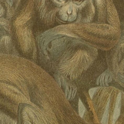 Antique Print of Macaque Monkeys by Brehm 'c.1890', close-up 2
