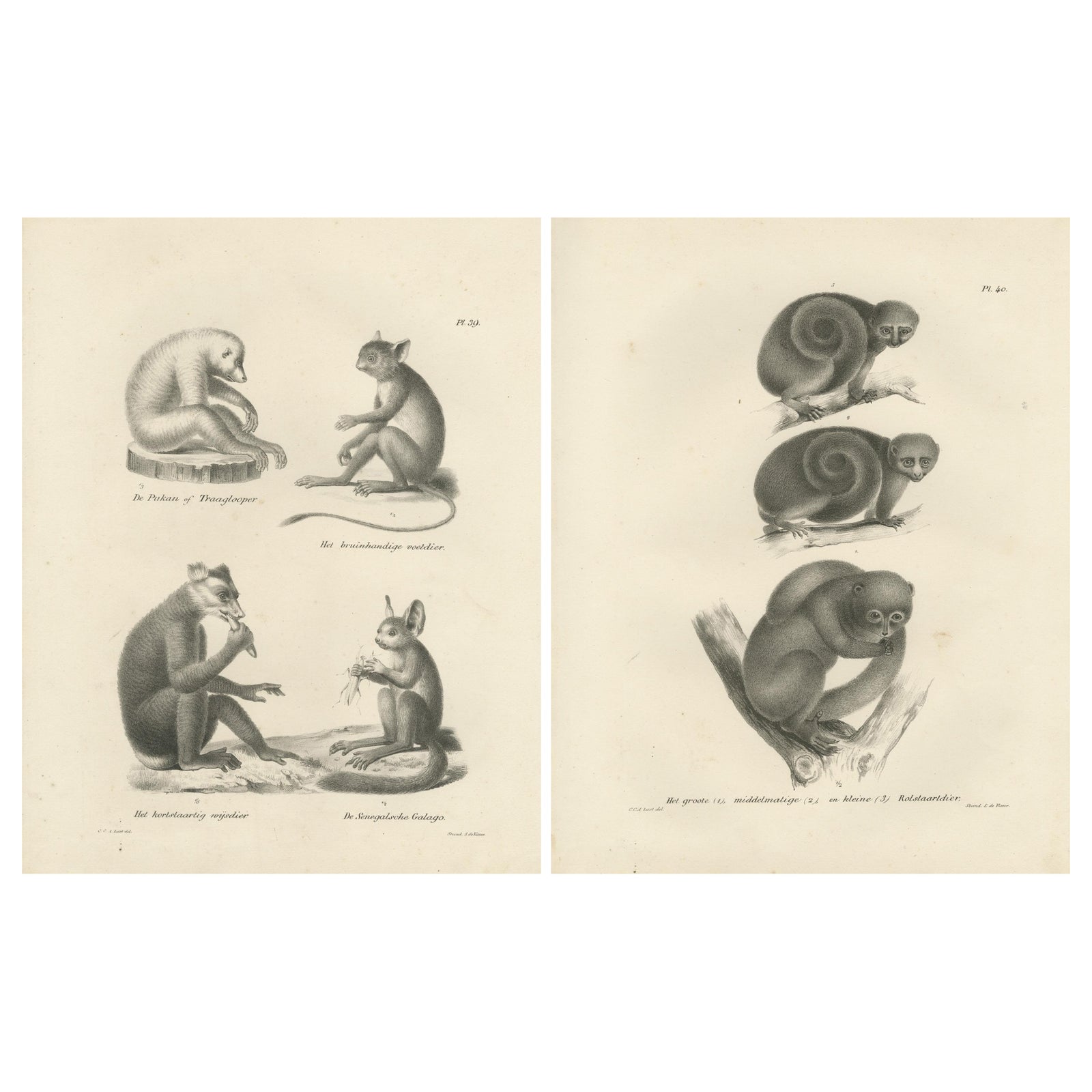 Sloth, Galago, and Lemur Species, Lithographs by C. Last, 1836, Natural History