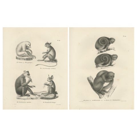 Sloth, Galago, and Lemur Species, Lithographs by C. Last, 1836, Natural History