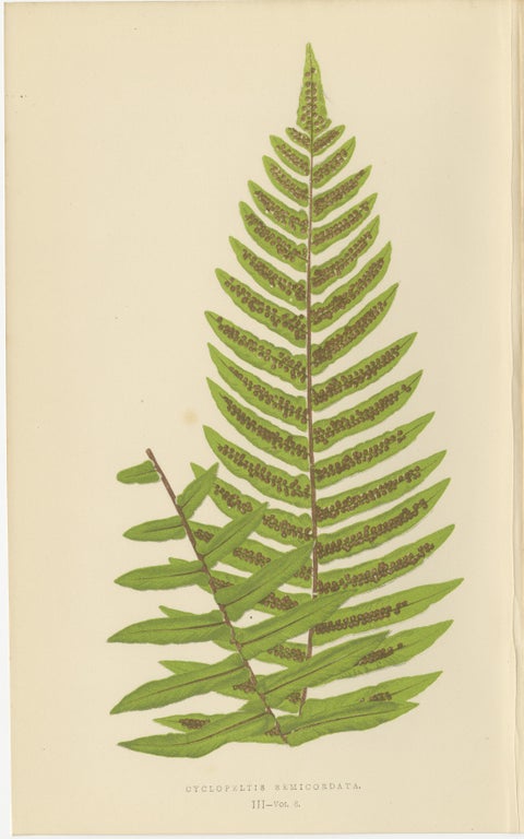 Antique Hand-Colored Fern Prints - Onoclea, Fadyenia, Cyclopeltis - 19th Century, view 4