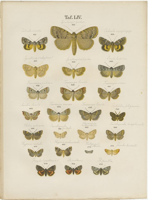 Set of 5 Antique Prints of Various Butterflies and Moths by Ramann, circa 1870, view 2