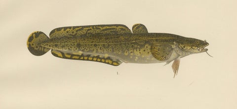 Burbot, Ling, and Blue Ling - Unique Scandinavian Eel-like Fish Lithograph, 1895, close-up 2