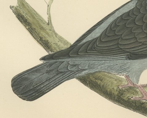 Ring Dove or Wood Pigeon on a Mossy Bough, Hand Colored Print, Morris, 1896, close-up 2