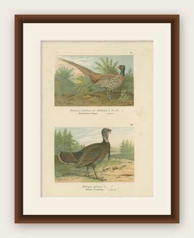Pheasant and Wild Turkey, Antique Chromolithograph Game Birds c.1895, shown framed