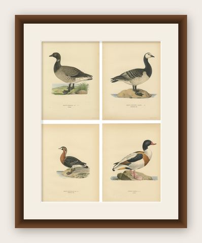 Antique Scandinavian Goose Lithographs Set of 4, Svenska Fåglar, Sweden 1929, shown framed