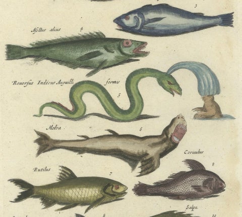 Original 17th Century Hand-Colored Print of a Roach, Sea Snake and other Fish, close-up 2