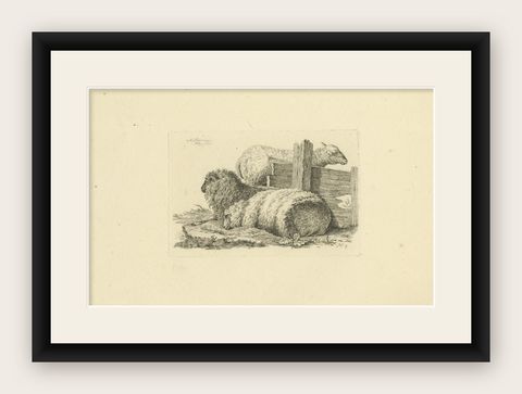 Etching of Three Sheep Resting by Fence: Farm Animal Study, by Oberman in 1810, shown framed