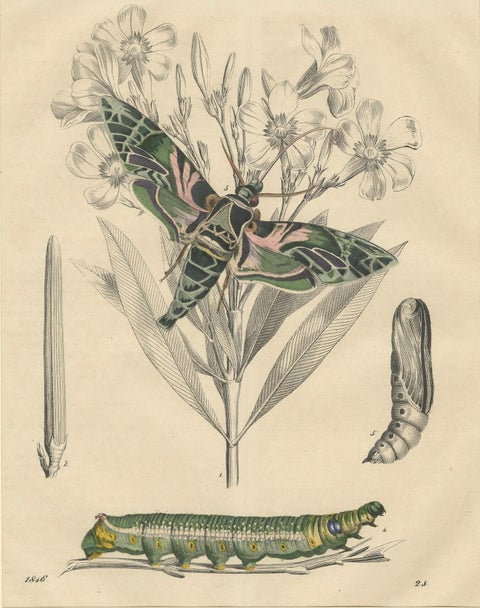 "Oleander Hawk-Moth Lifecycle" - Hand-Colored Plate, 1846, close-up 1