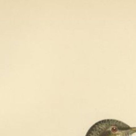 Antique Bird Print of the Eurasian Wryneck, 1927, close-up 1