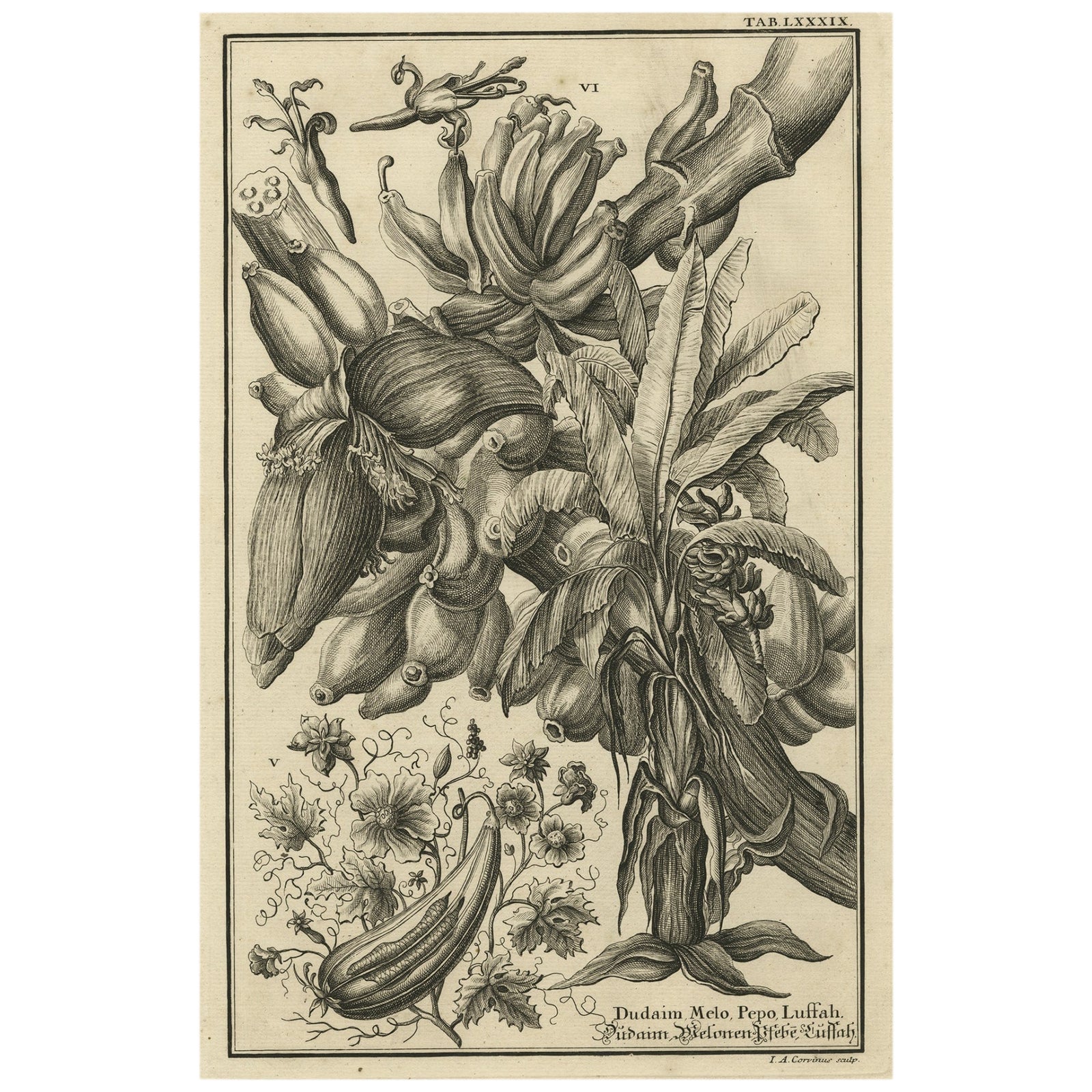 Biblical Botanical Print, Dudaim Melon Engraving by Corvinus, 1731
