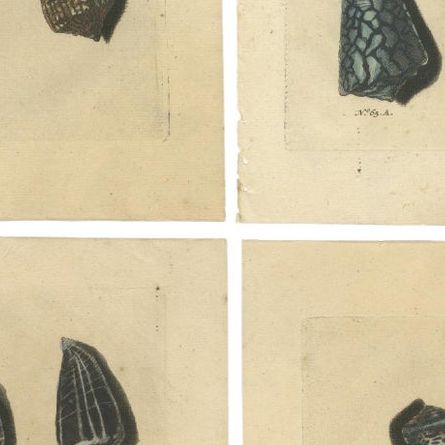 Set of 4 Colored Antique Prints of various Sea Shells and Molluscs, close-up 2