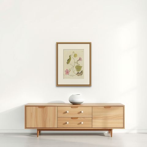 Convolvulus Batatas Botanical Engraving - Icones Plantarum Medicinalium, 1788, shown framed on a wall