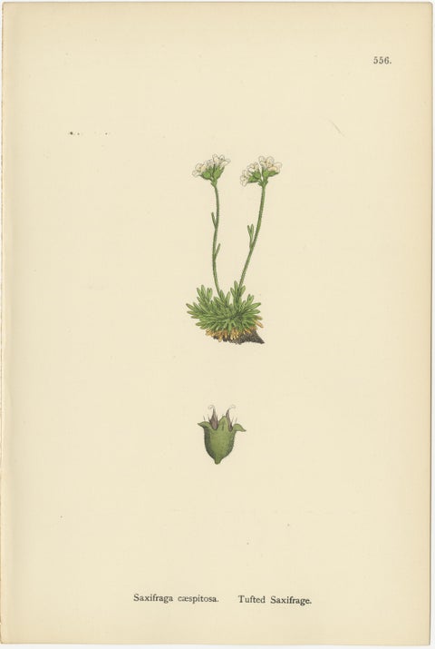 Hand-Colored Botanical Engravings of Alpine and Meadow Saxifrages, 1902, view 4