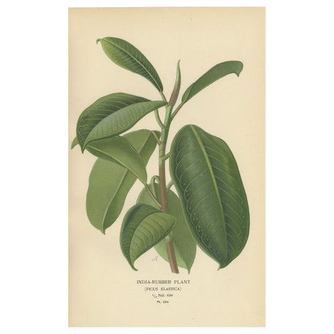 1897 Victorian Botanical Print, India-Rubber Plant (Ficus Elastica)