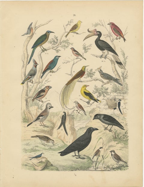 Songbirds & Tropical Birds Print: Hornbill, Bee-eater, Crow, Antique 1867, view 2