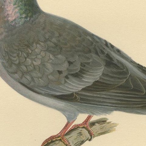 Antique Bird Print of the Stock Dove by Von Wright, 1929, close-up 2