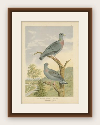 Antique Bird Print of the Stock Dove by Naumann, circa 1895, shown framed